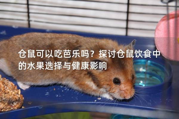 仓鼠可以吃芭乐吗？探讨仓鼠饮食中的水果选择与健康影响