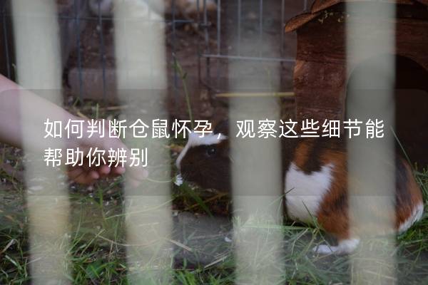 如何判断仓鼠怀孕，观察这些细节能帮助你辨别