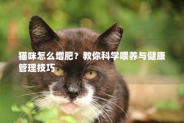 猫咪怎么增肥？教你科学喂养与健康管理技巧