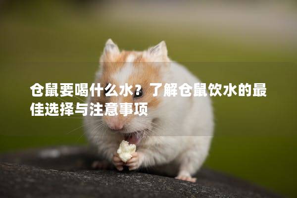 仓鼠要喝什么水？了解仓鼠饮水的最佳选择与注意事项