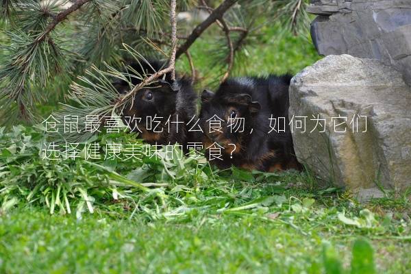 仓鼠最喜欢吃什么食物，如何为它们选择健康美味的零食？