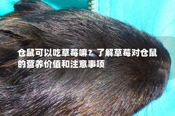 仓鼠可以吃草莓嘛？了解草莓对仓鼠的营养价值和注意事项