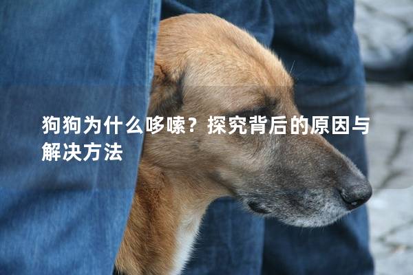 狗狗为什么哆嗦?探究背后的原因与解决方法 狗狗为什么哆嗦?探究背后的原因与解决方法