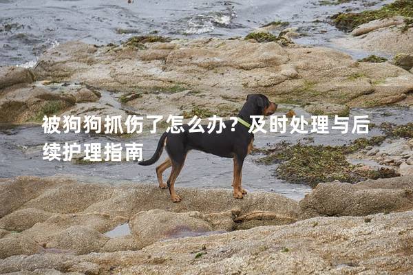 被狗狗抓伤了怎么办？及时处理与后续护理指南
