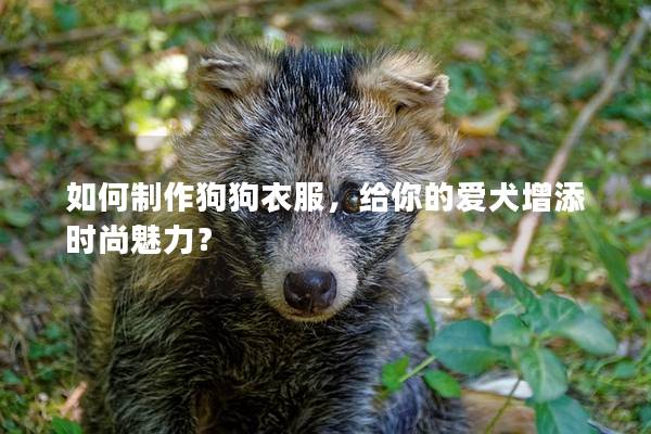 如何制作狗狗衣服，给你的爱犬增添时尚魅力？