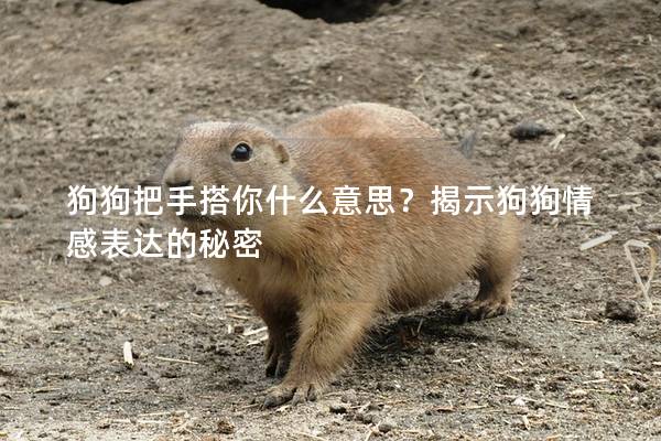 狗狗把手搭你什么意思？揭示狗狗情感表达的秘密
