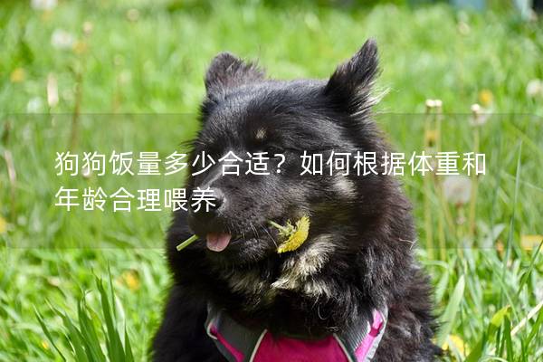 狗狗饭量多少合适？如何根据体重和年龄合理喂养