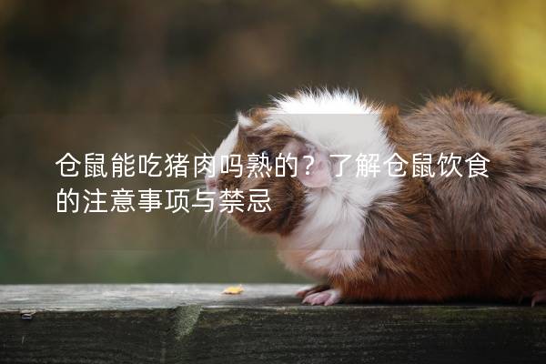 仓鼠能吃猪肉吗熟的？了解仓鼠饮食的注意事项与禁忌