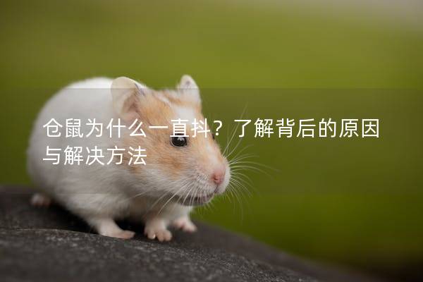 仓鼠为什么一直抖？了解背后的原因与解决方法
