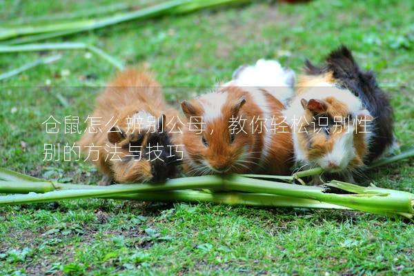 仓鼠怎么辨别公母，教你轻松识别性别的方法与技巧