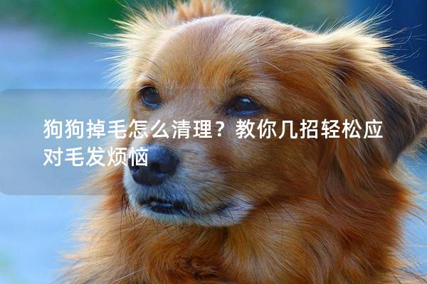 狗狗掉毛怎么清理？教你几招轻松应对毛发烦恼