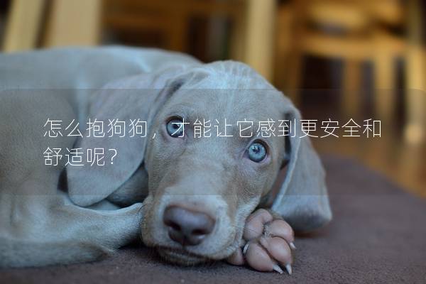 怎么抱狗狗,才能让它感到更安全和舒适呢? 怎么抱狗狗,才能让它感到更安全和舒适呢?