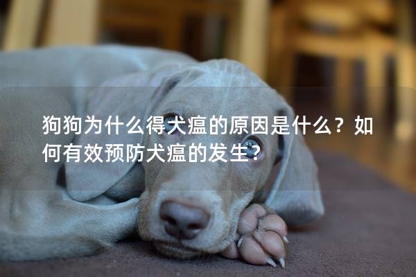 狗狗为什么得犬瘟的原因是什么?如何有效预防犬瘟的发生? 狗狗为什么得犬瘟的原因是什么?如何有效预防犬瘟的发生?