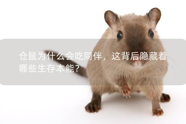 仓鼠为什么会吃同伴，这背后隐藏着哪些生存本能？