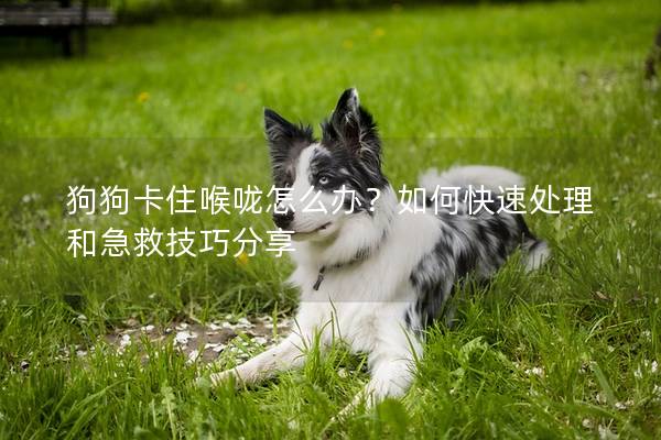 狗狗卡住喉咙怎么办？如何快速处理和急救技巧分享