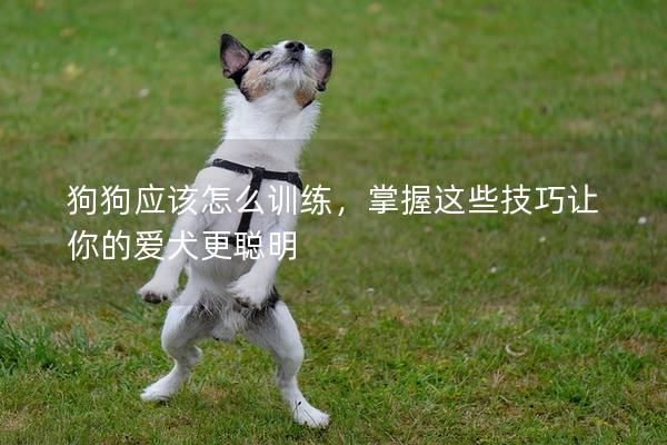 狗狗应该怎么训练，掌握这些技巧让你的爱犬更聪明
