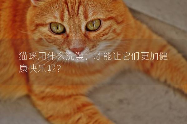 猫咪用什么洗澡，才能让它们更加健康快乐呢？