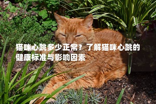 猫咪心跳多少正常?了解猫咪心跳的健康标准与影响因素 猫咪心跳多少正常?了解猫咪心跳的健康标准与影响因素