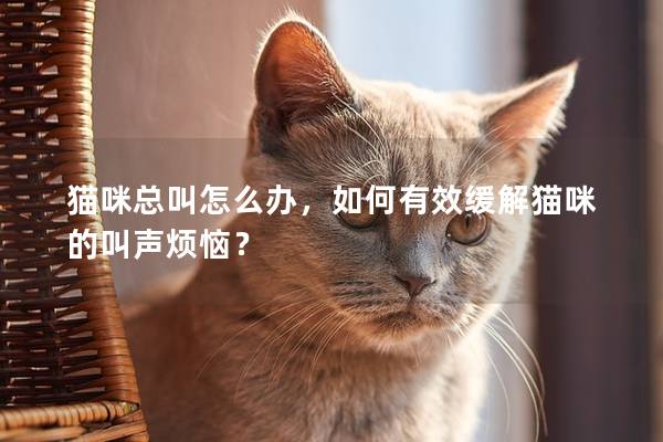 猫咪总叫怎么办，如何有效缓解猫咪的叫声烦恼？