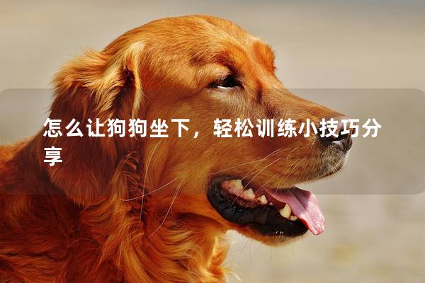 怎么让狗狗坐下，轻松训练小技巧分享