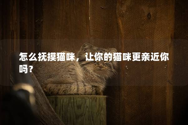 怎么抚摸猫咪，让你的猫咪更亲近你吗？