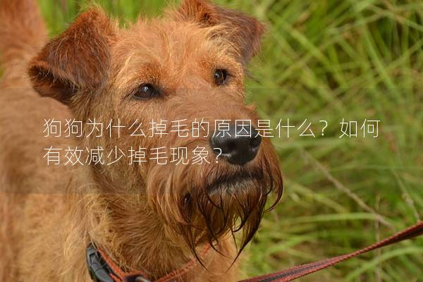 狗狗为什么掉毛的原因是什么？如何有效减少掉毛现象？