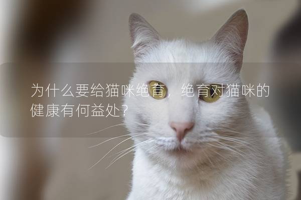 为什么要给猫咪绝育，绝育对猫咪的健康有何益处？