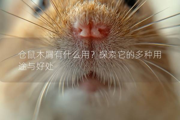 仓鼠木屑有什么用？探索它的多种用途与好处
