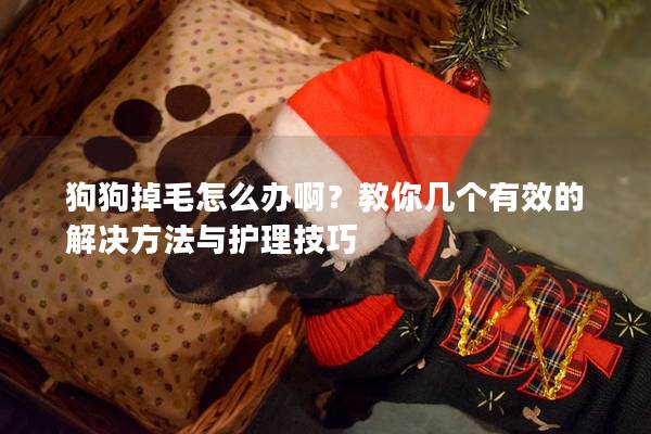 狗狗掉毛怎么办啊？教你几个有效的解决方法与护理技巧