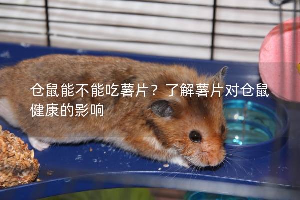 仓鼠能不能吃薯片？了解薯片对仓鼠健康的影响