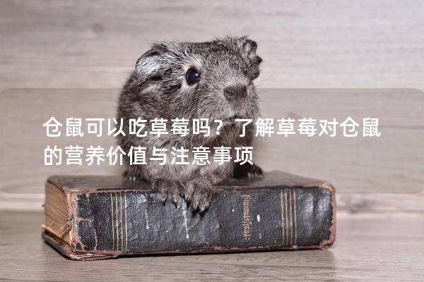 仓鼠可以吃草莓吗？了解草莓对仓鼠的营养价值与注意事项