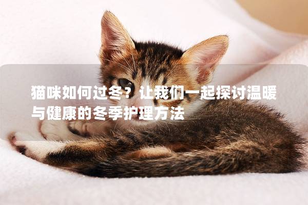 猫咪如何过冬？让我们一起探讨温暖与健康的冬季护理方法