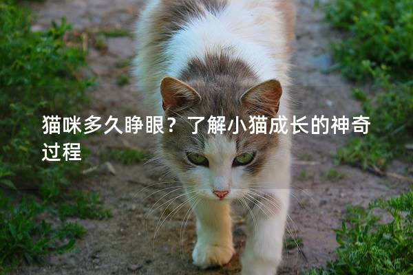 猫咪多久睁眼？了解小猫成长的神奇过程