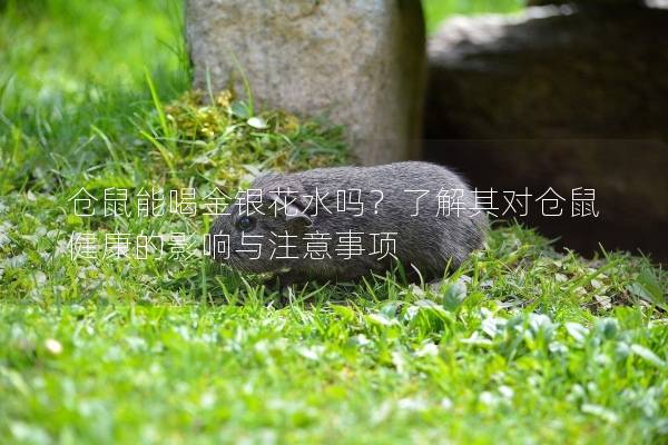 仓鼠能喝金银花水吗？了解其对仓鼠健康的影响与注意事项