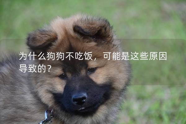 为什么狗狗不吃饭，可能是这些原因导致的？