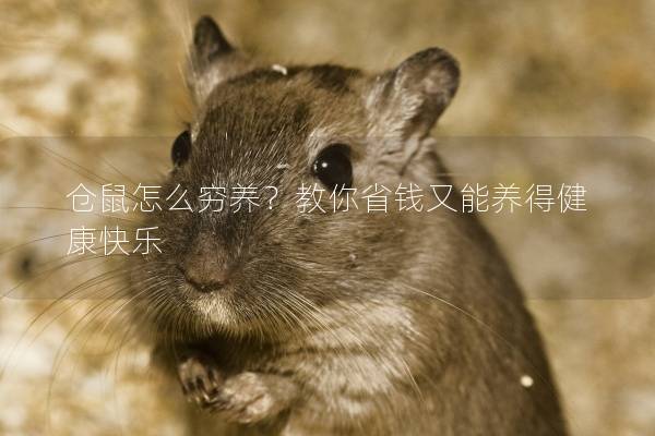 仓鼠怎么穷养？教你省钱又能养得健康快乐