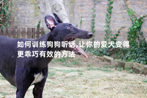 如何训练狗狗听话,让你的爱犬变得更乖巧有效的方法