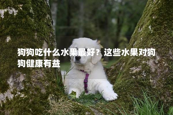 狗狗吃什么水果最好？这些水果对狗狗健康有益