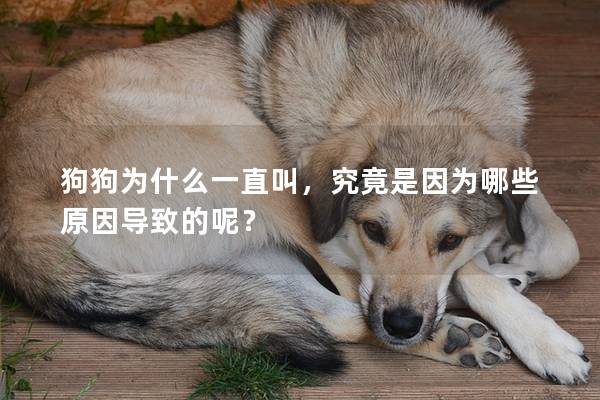 狗狗为什么一直叫，究竟是因为哪些原因导致的呢？