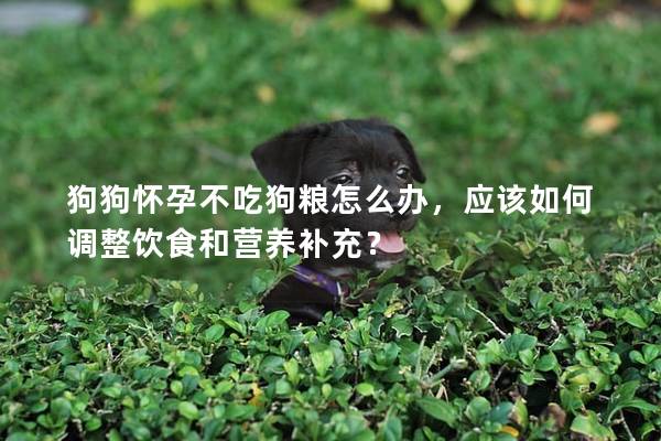 狗狗怀孕不吃狗粮怎么办，应该如何调整饮食和营养补充？