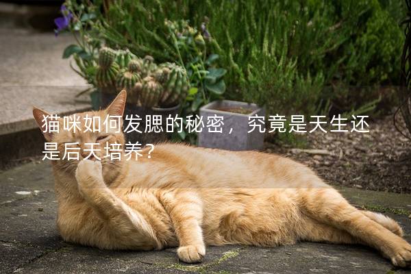 猫咪如何发腮的秘密，究竟是天生还是后天培养？
