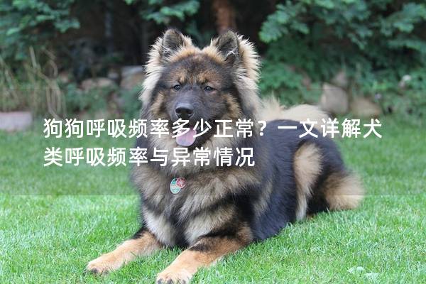 狗狗呼吸频率多少正常？一文详解犬类呼吸频率与异常情况