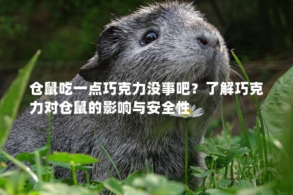 仓鼠吃一点巧克力没事吧？了解巧克力对仓鼠的影响与安全性