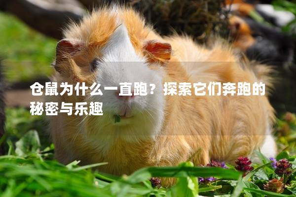 仓鼠为什么一直跑?探索它们奔跑的秘密与乐趣 仓鼠为什么一直跑?探索它们奔跑的秘密与乐趣
