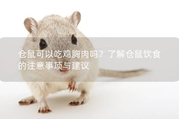 仓鼠可以吃鸡胸肉吗？了解仓鼠饮食的注意事项与建议