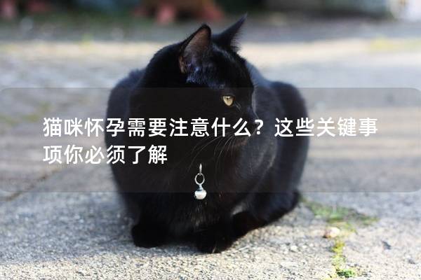 猫咪怀孕需要注意什么？这些关键事项你必须了解