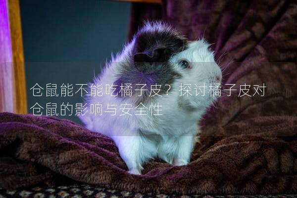 仓鼠能不能吃橘子皮？探讨橘子皮对仓鼠的影响与安全性