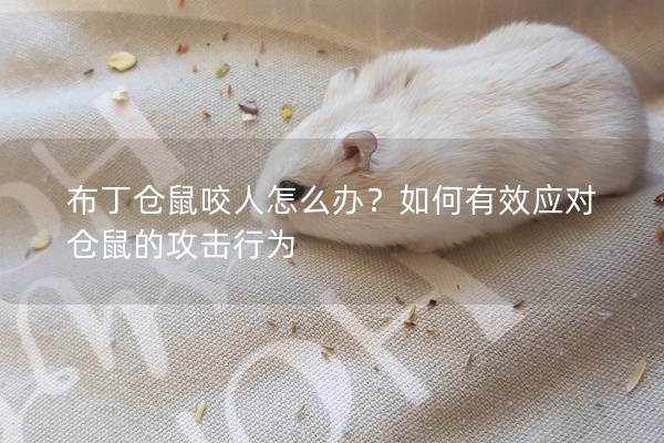 布丁仓鼠咬人怎么办？如何有效应对仓鼠的攻击行为