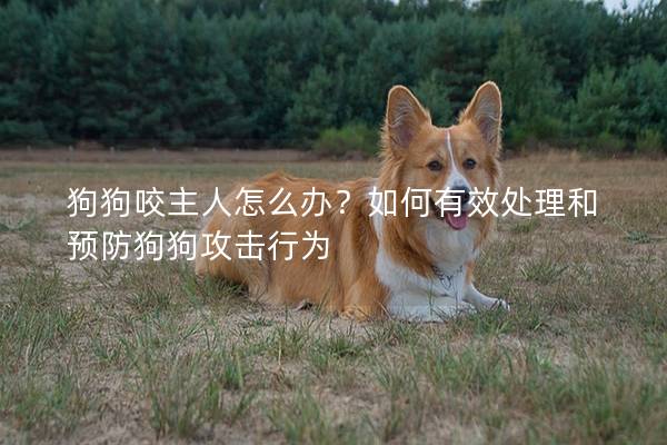 狗狗咬主人怎么办？如何有效处理和预防狗狗攻击行为