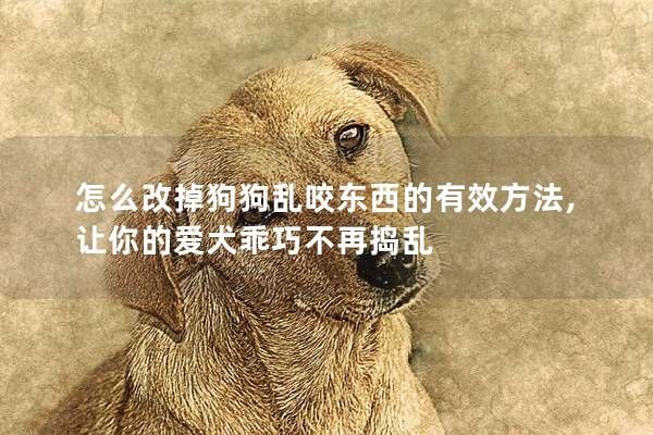怎么改掉狗狗乱咬东西的有效方法,让你的爱犬乖巧不再捣乱